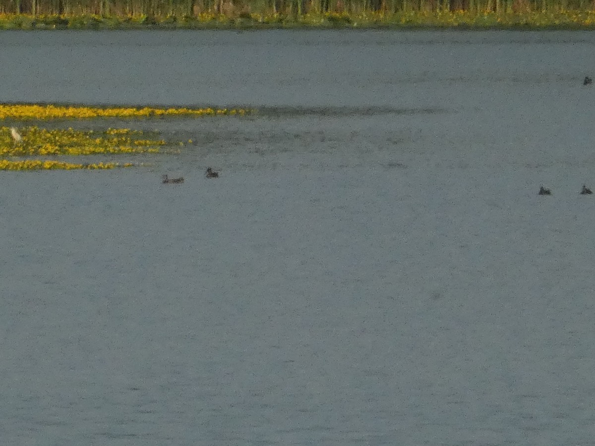 Northern Shoveler - ML620820154