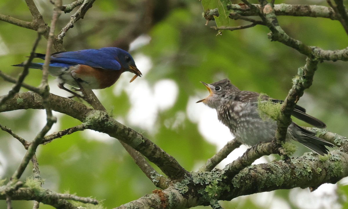 Eastern Bluebird - ML620820155