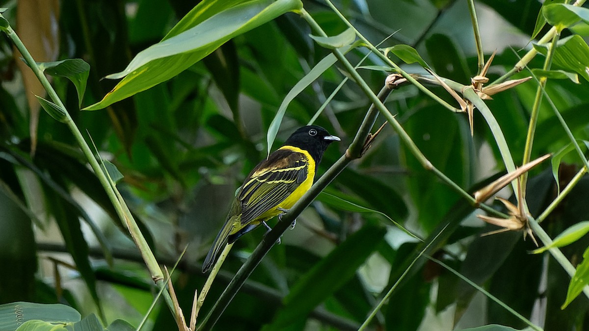 Cotinga Encapuchado - ML620820158