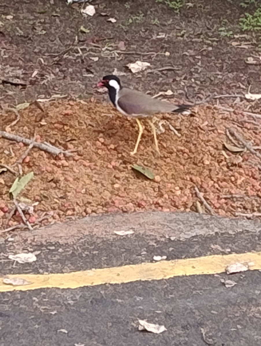 Red-wattled Lapwing - ML620820160