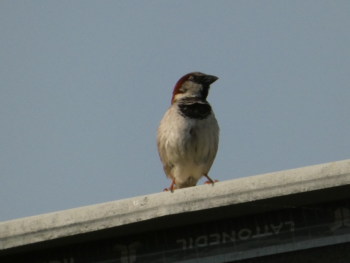 Moineau domestique - ML620820161