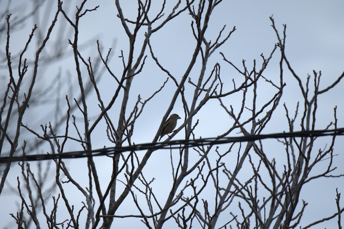 Hawfinch - ML620820162