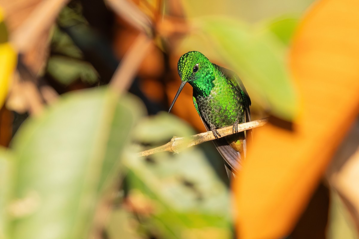 Colibrí Puntiblanco Oriental - ML620820163