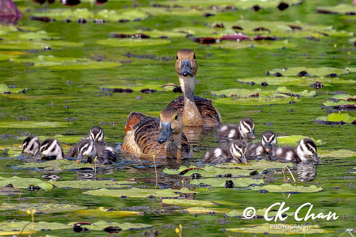 Lesser Whistling-Duck - ML620820167