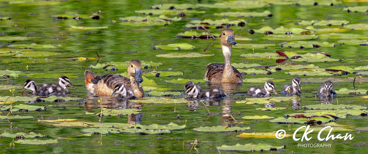 Lesser Whistling-Duck - ML620820168