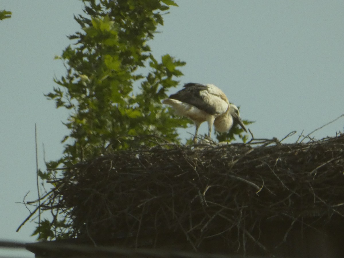 White Stork - Михаило Тепавчевић