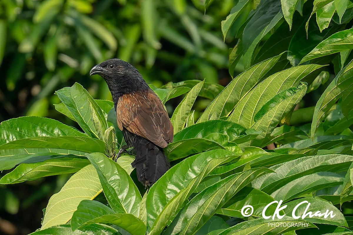 Coucal rufin - ML620820171