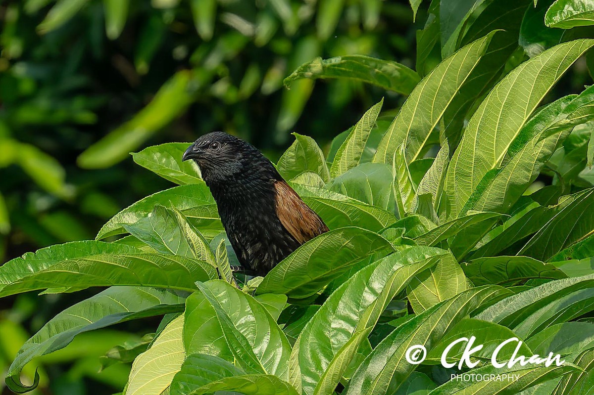 Coucal rufin - ML620820172