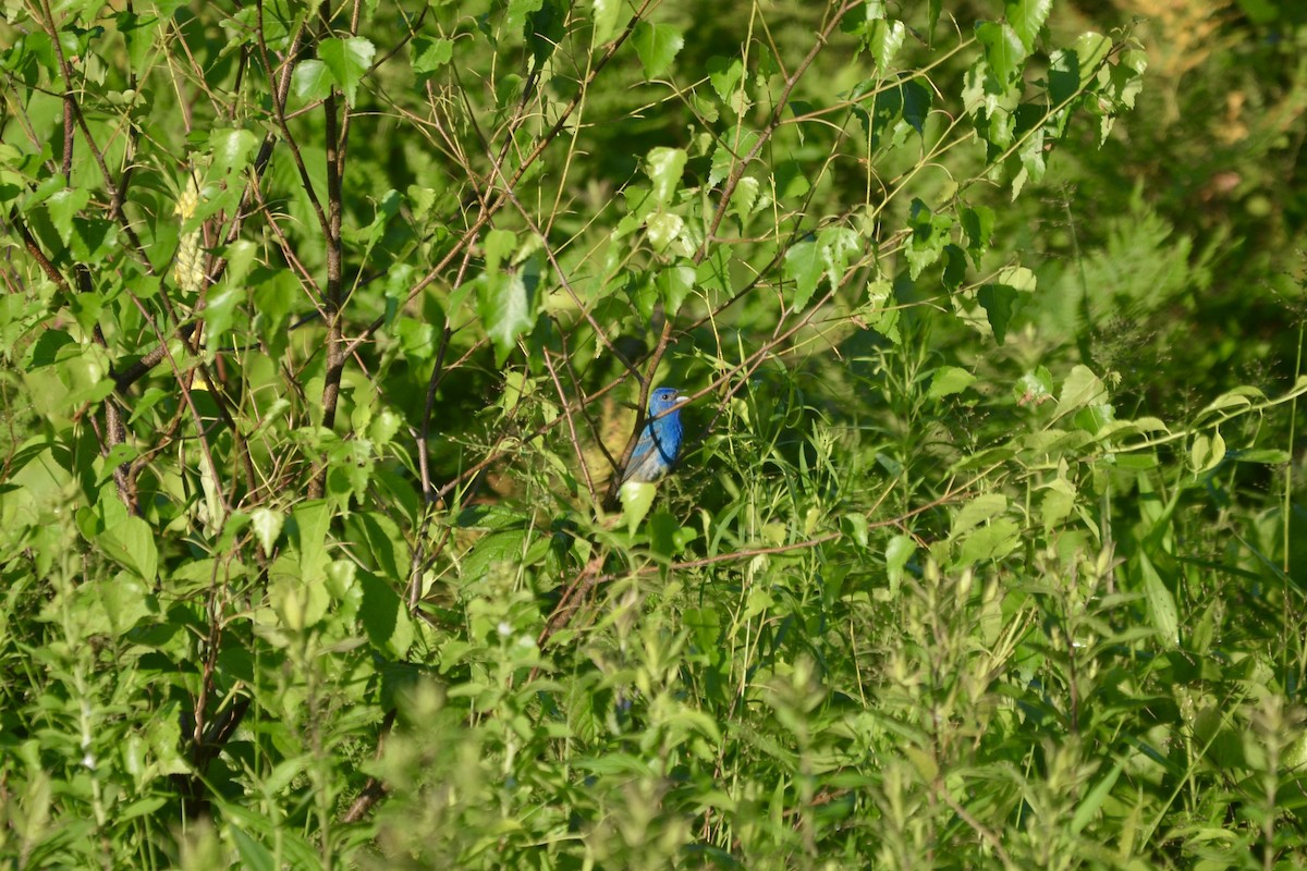 Indigo Bunting - Kienan Reilly