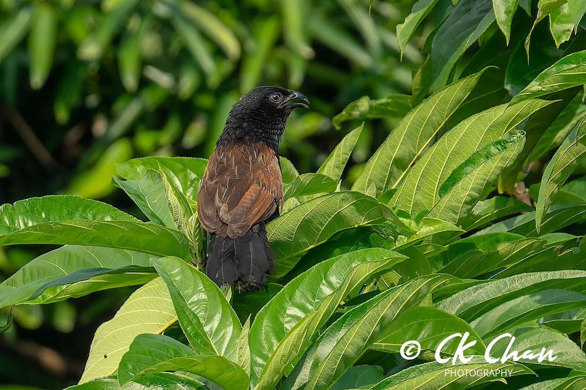 Coucal rufin - ML620820175