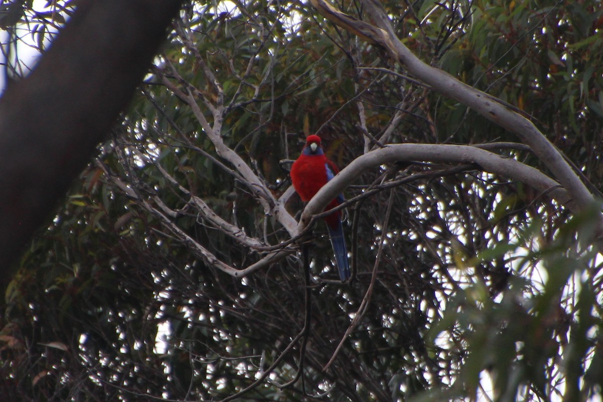 Crimson Rosella (Crimson) - ML620820182