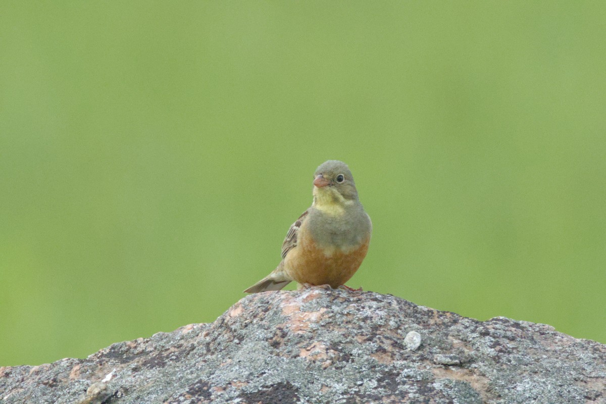 Ortolan Bunting - ML620820184