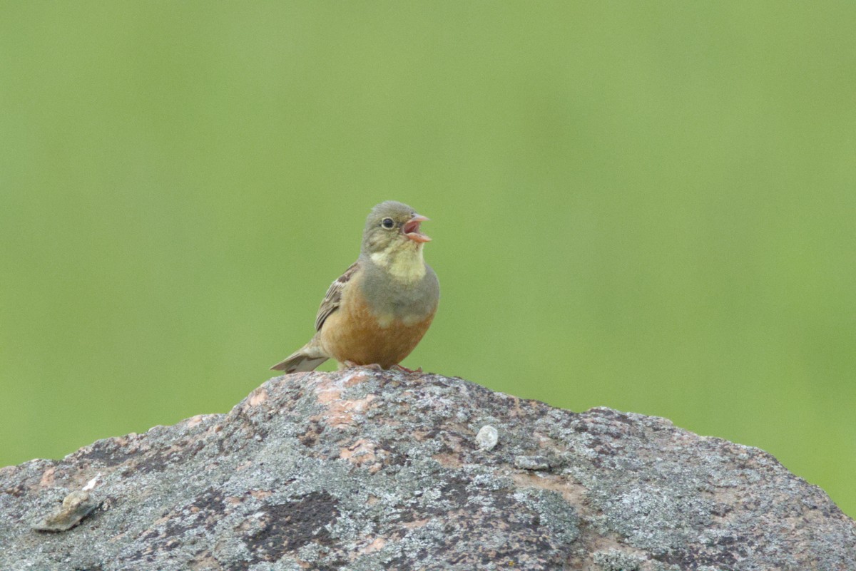 Ortolan Bunting - ML620820185