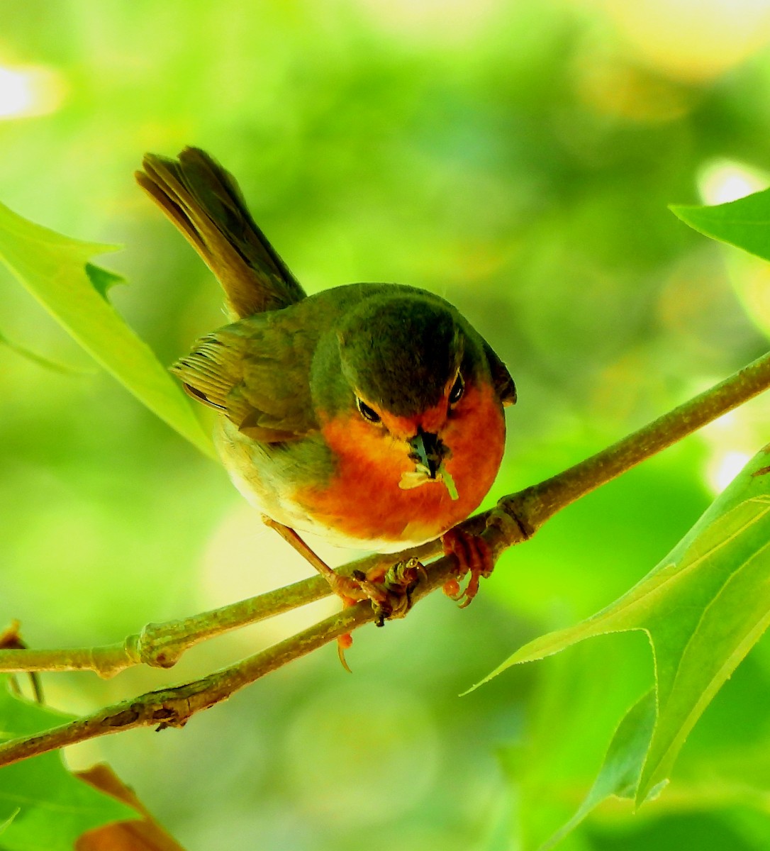 European Robin - ML620820186