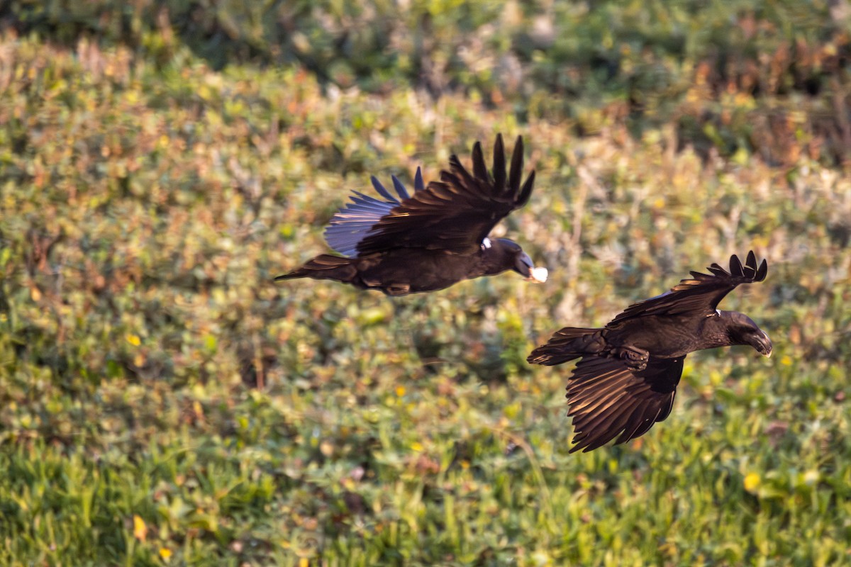 White-necked Raven - ML620820190