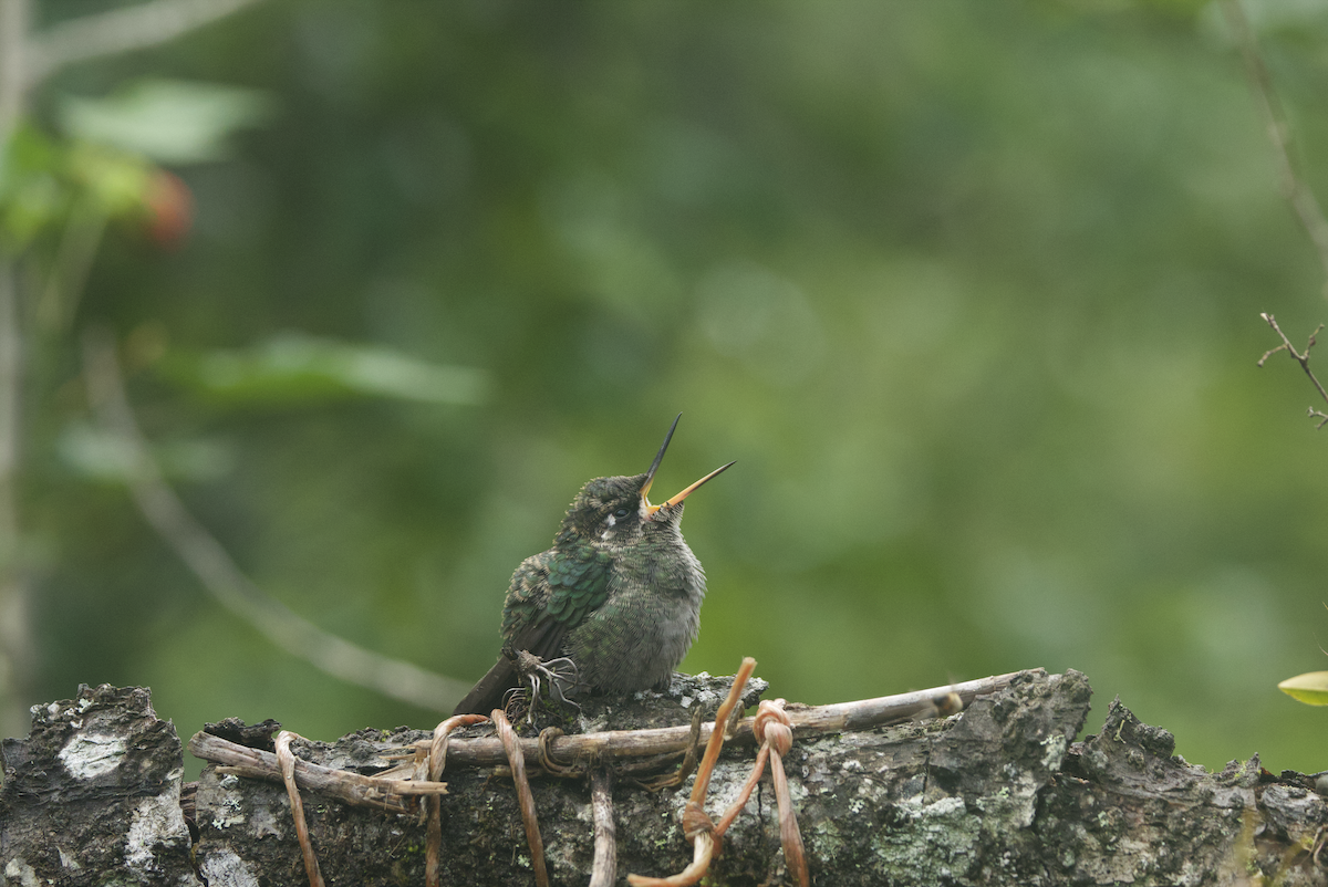 Talamanca Hummingbird - ML620820191
