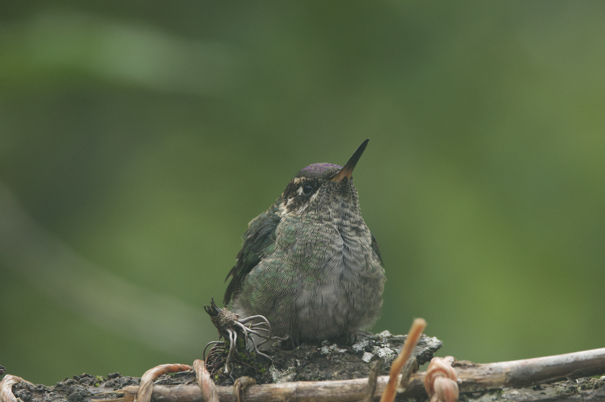 Talamanca Hummingbird - ML620820192