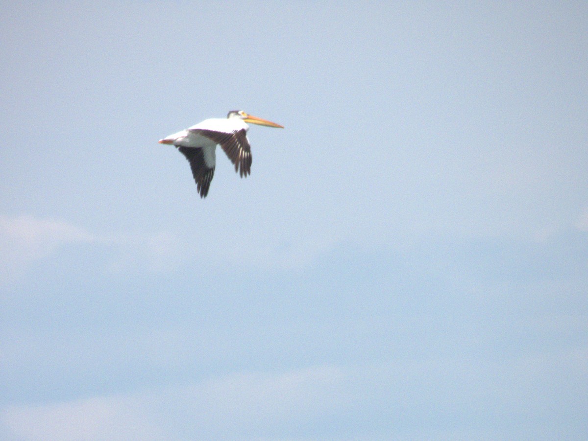 American White Pelican - ML620820193