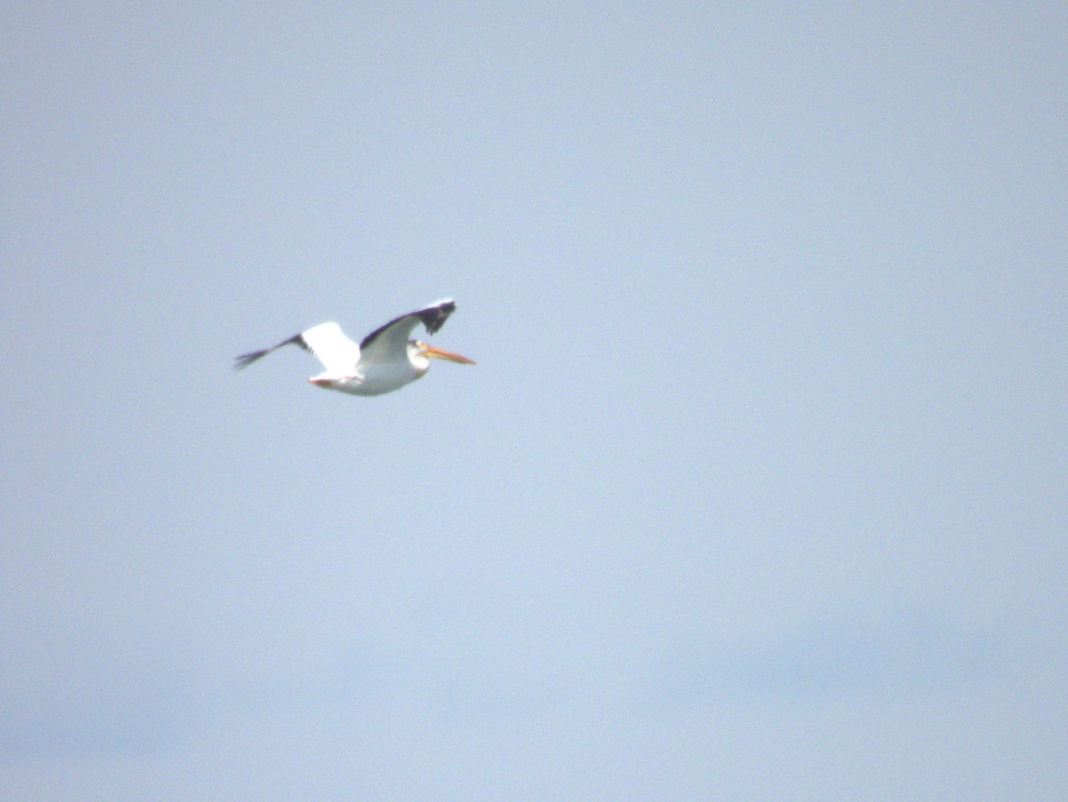 American White Pelican - ML620820194