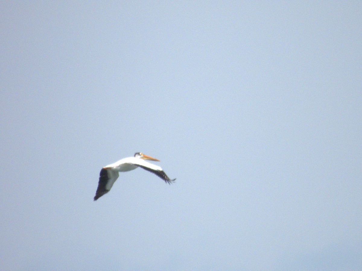 American White Pelican - ML620820195