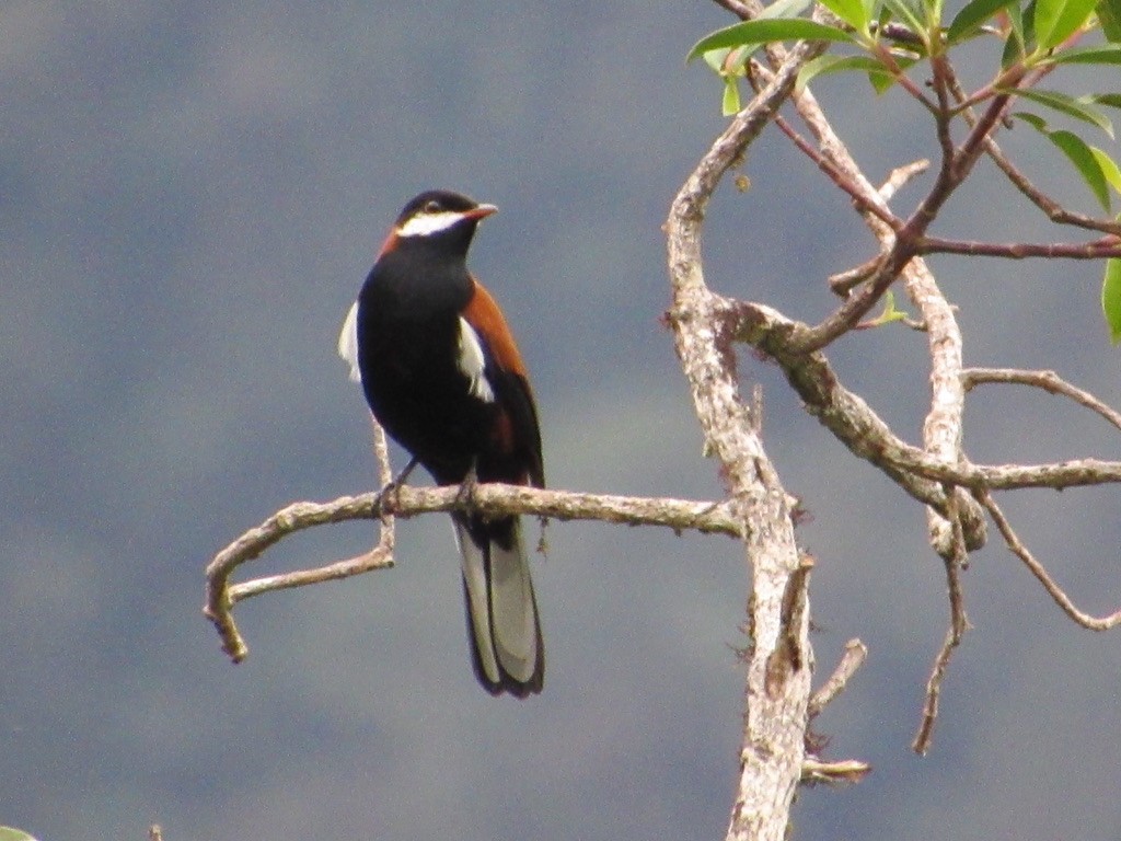 White-eared Solitaire - David Sperling