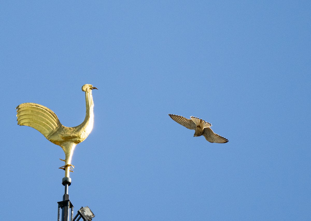 Eurasian Kestrel - ML620820201