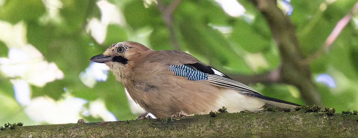 Eurasian Jay - ML620820206