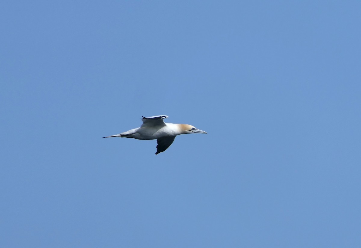 Northern Gannet - ML620820211