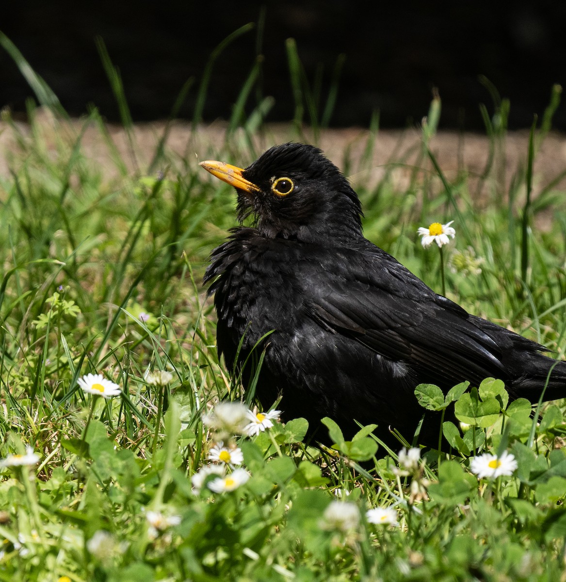 Eurasian Blackbird - ML620820212