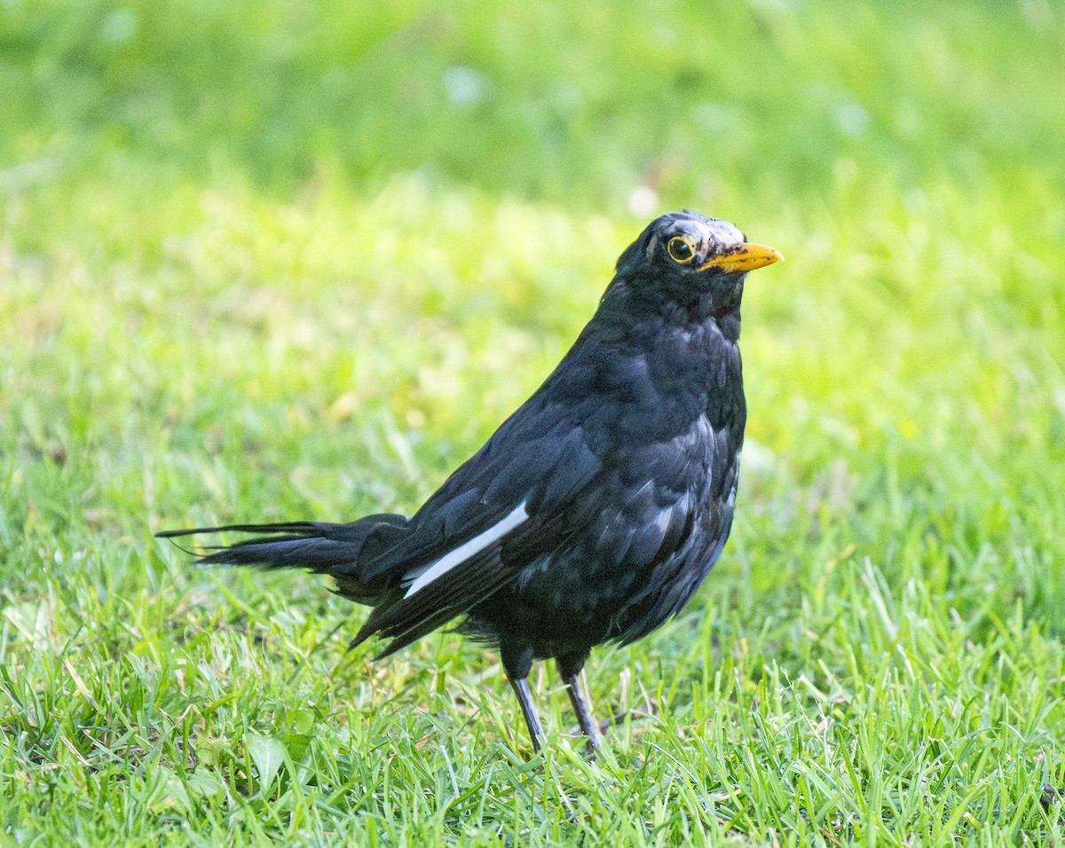 Eurasian Blackbird - ML620820213