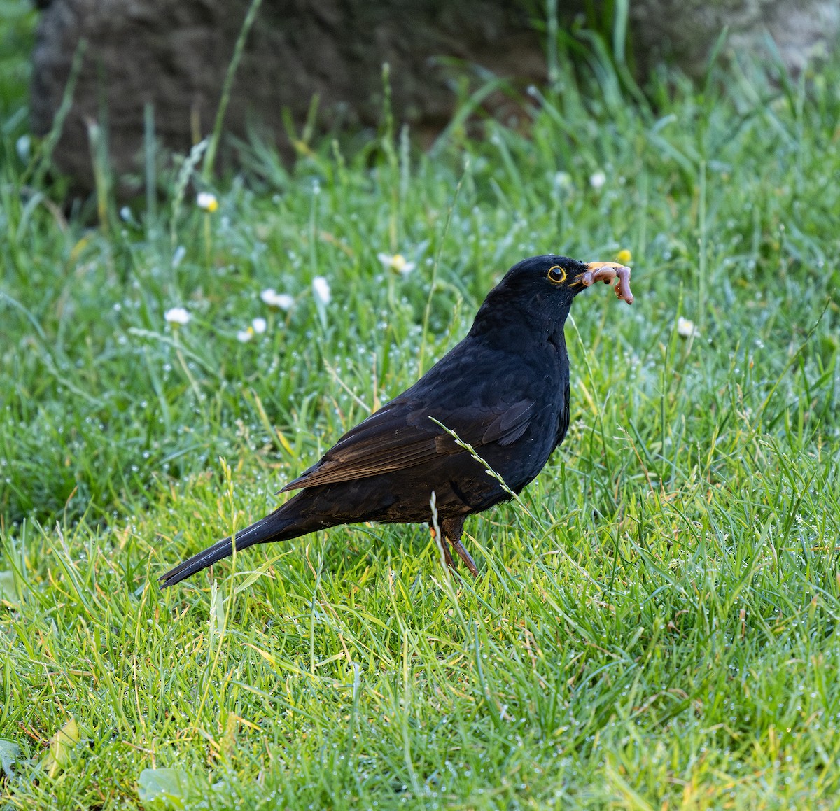 Eurasian Blackbird - Hanno Stamm