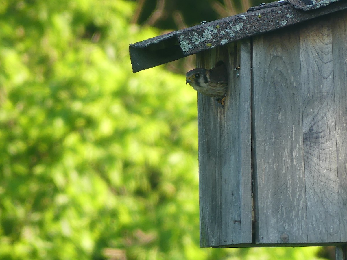 American Kestrel - ML620820215