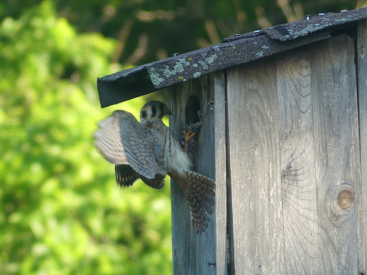 American Kestrel - ML620820216