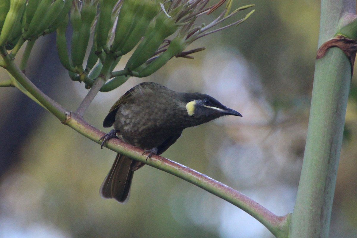 Lewin's Honeyeater - Michael Shearston