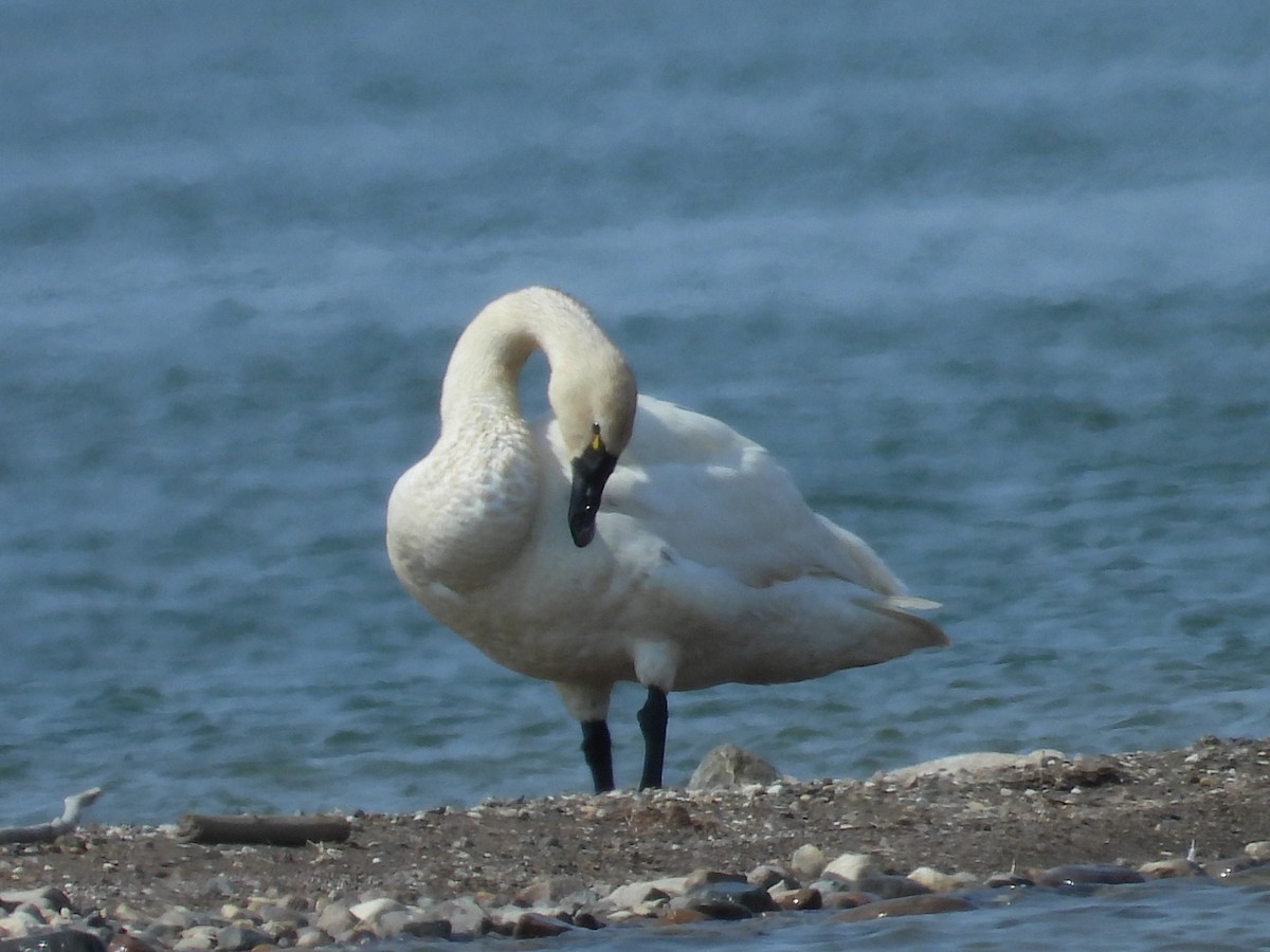 Tundra Swan - ML620820220