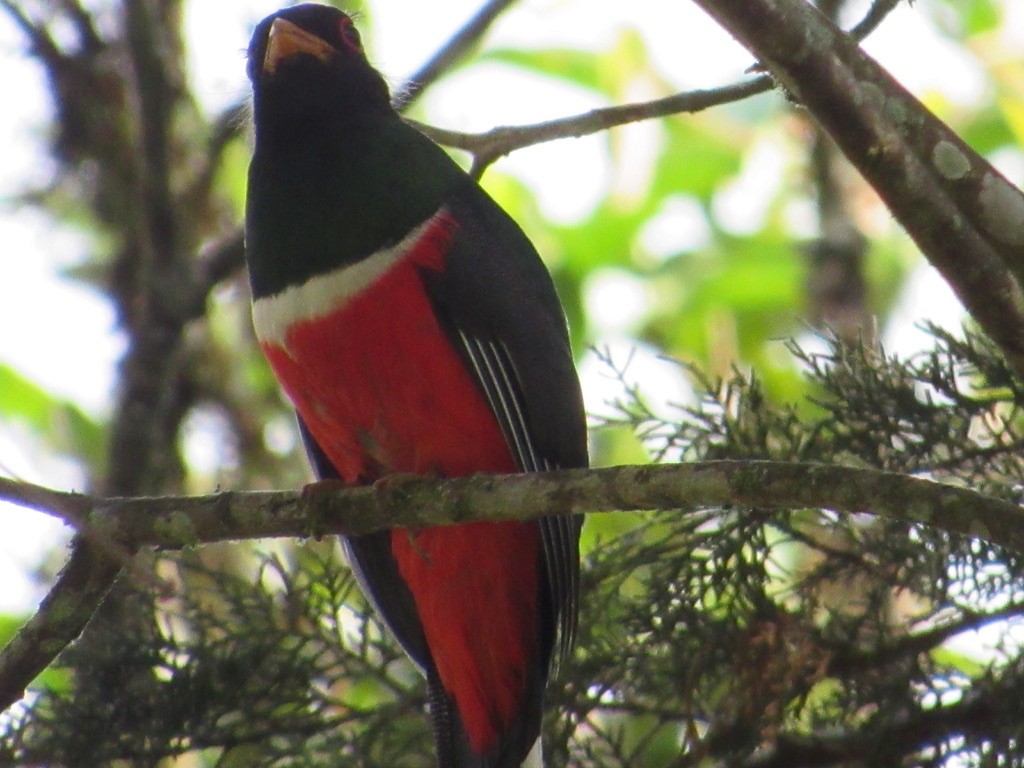 Masked Trogon - ML620820221