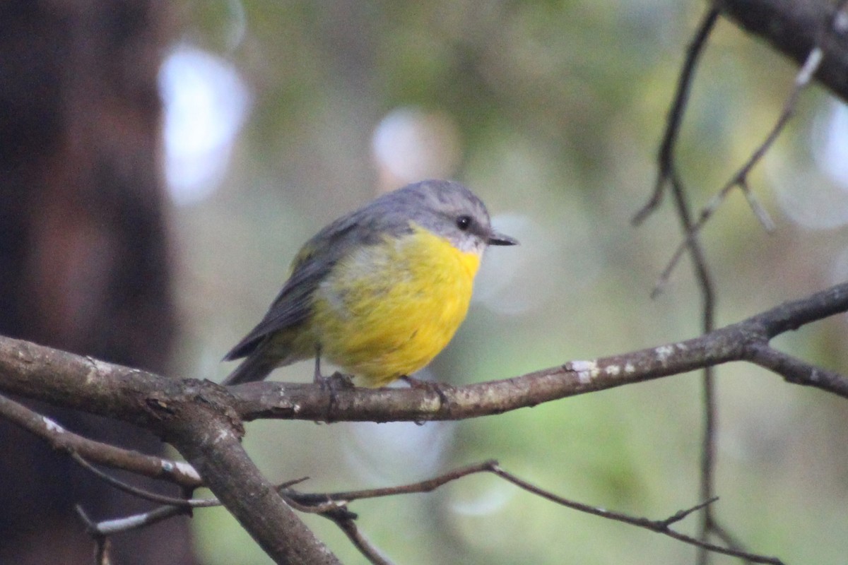 Eastern Yellow Robin - ML620820223