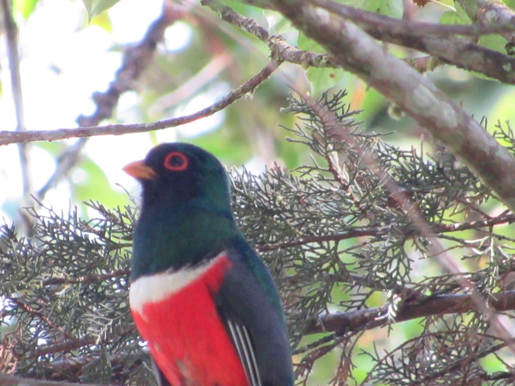 Masked Trogon - ML620820224