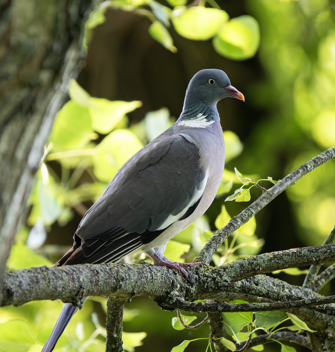 Common Wood-Pigeon - ML620820225