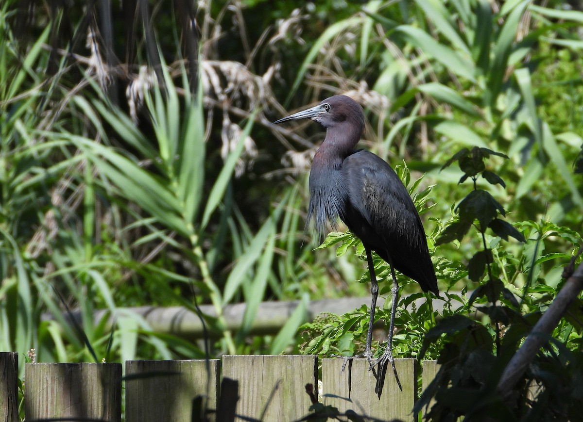 Little Blue Heron - ML620820226