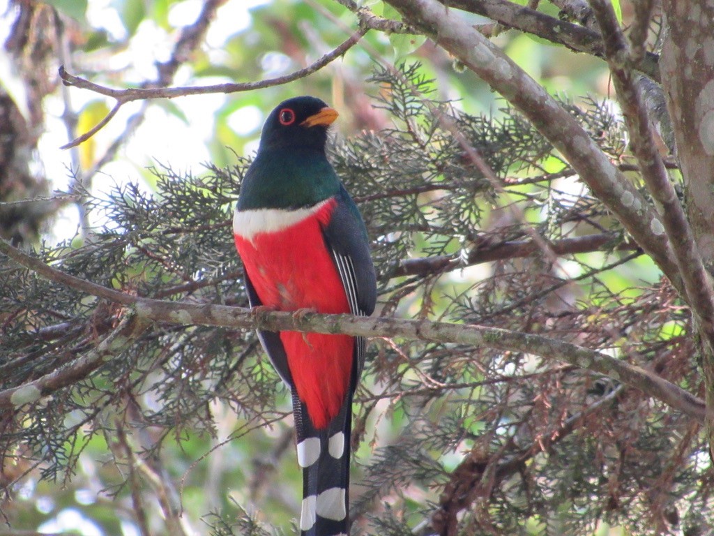 Masked Trogon - ML620820227