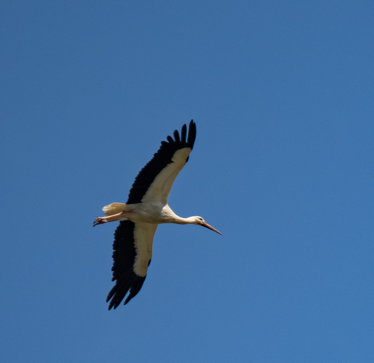 White Stork - ML620820228