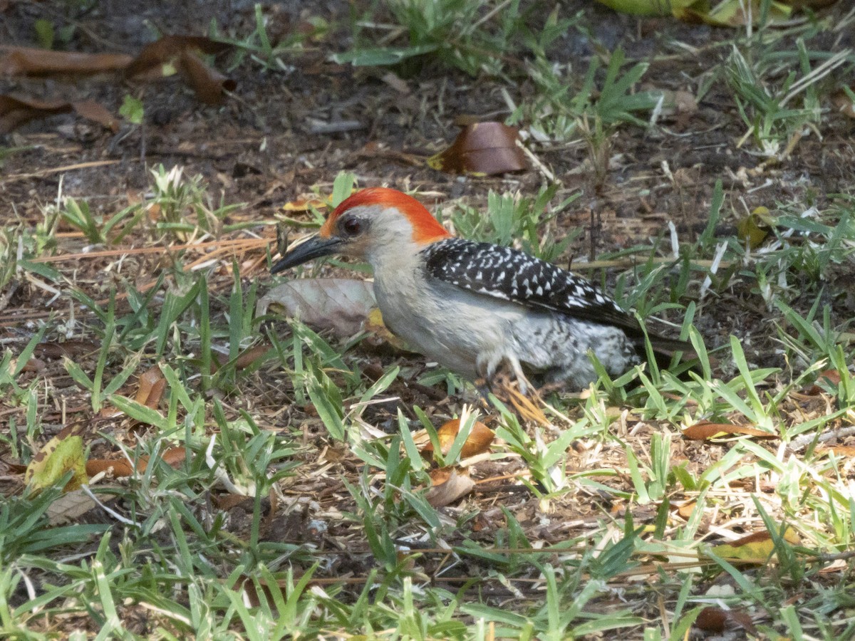 Red-bellied Woodpecker - ML620820232