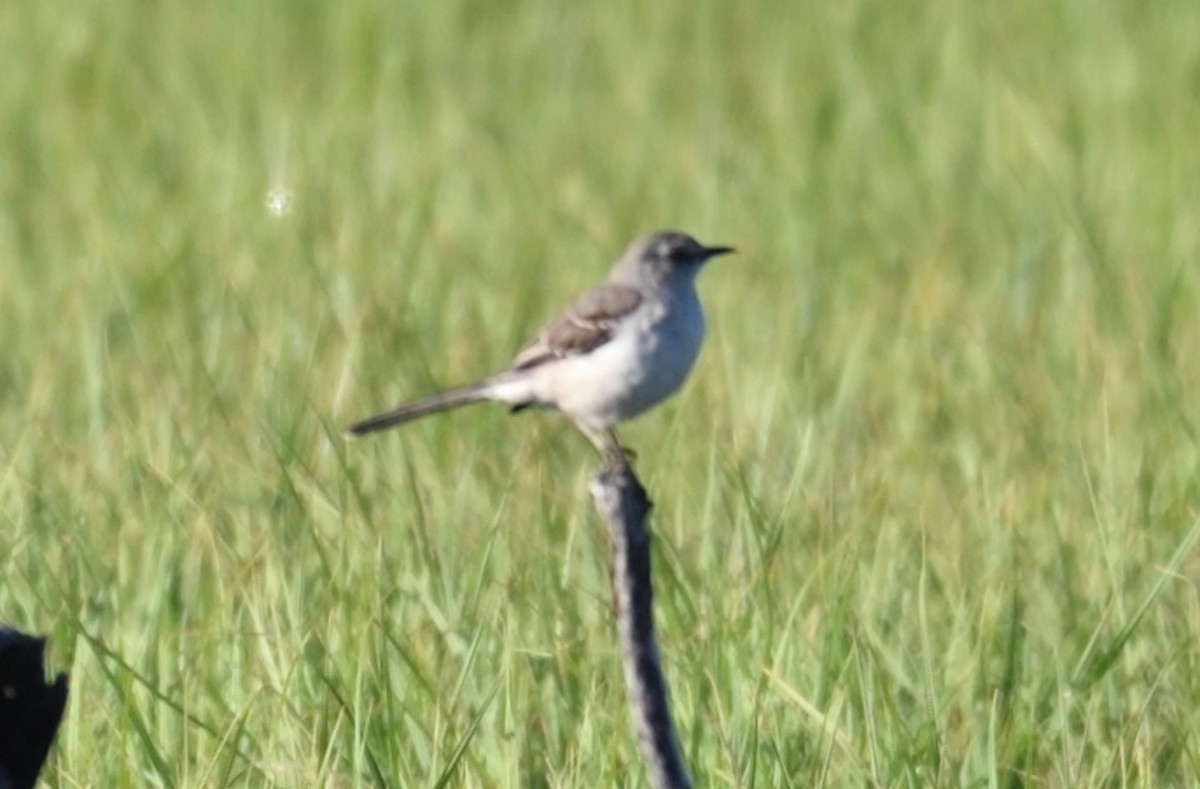 Northern Mockingbird - ML620820234