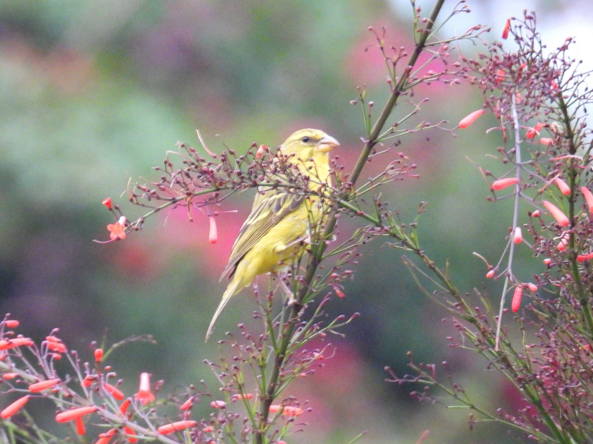 Brimstone Canary - ML620820237