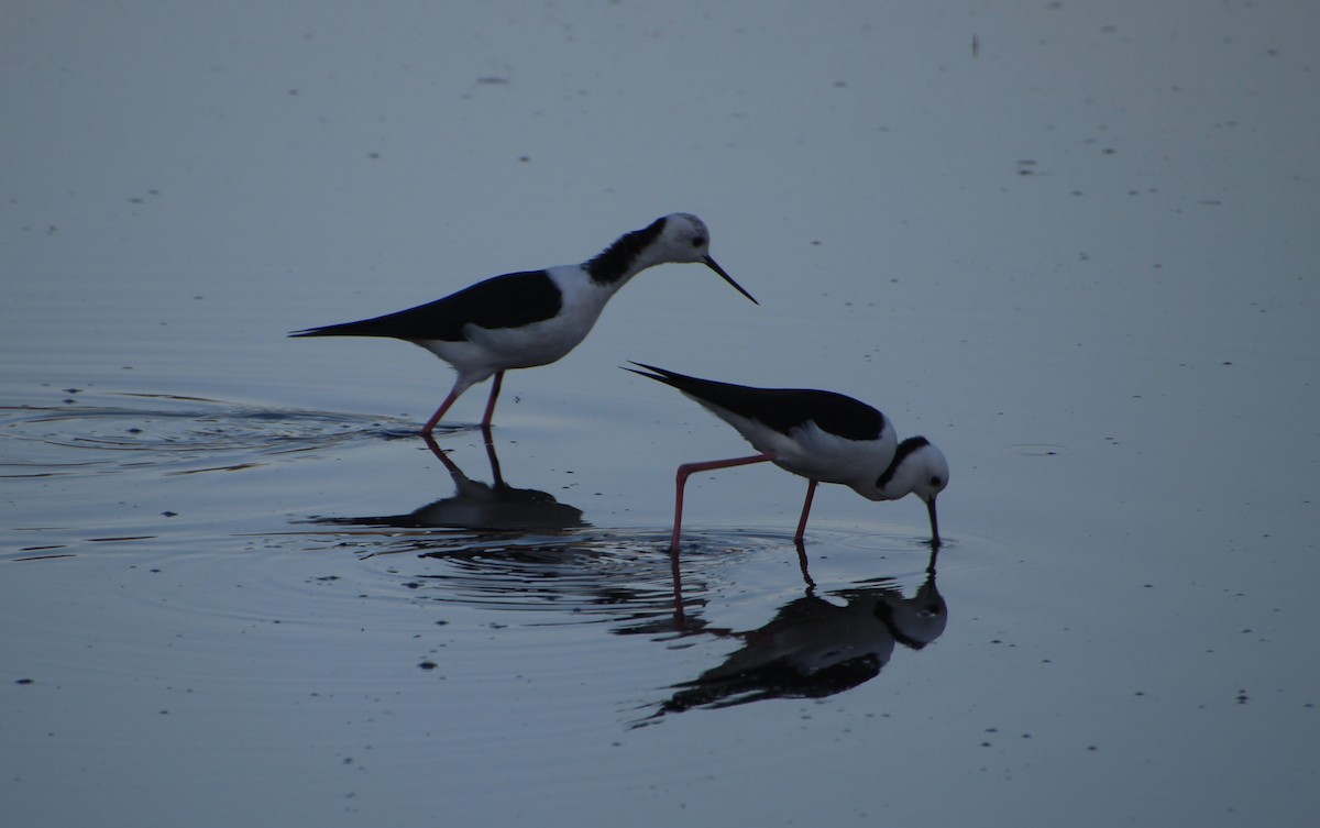 Pied Stilt - ML620820238