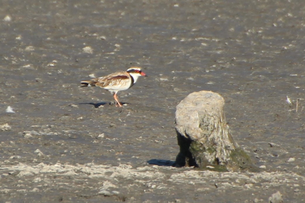 Black-fronted Dotterel - Michael Shearston