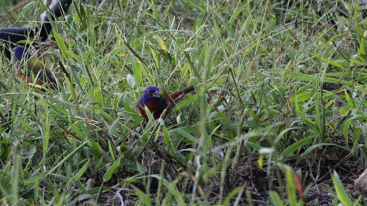 Painted Bunting - ML620820243