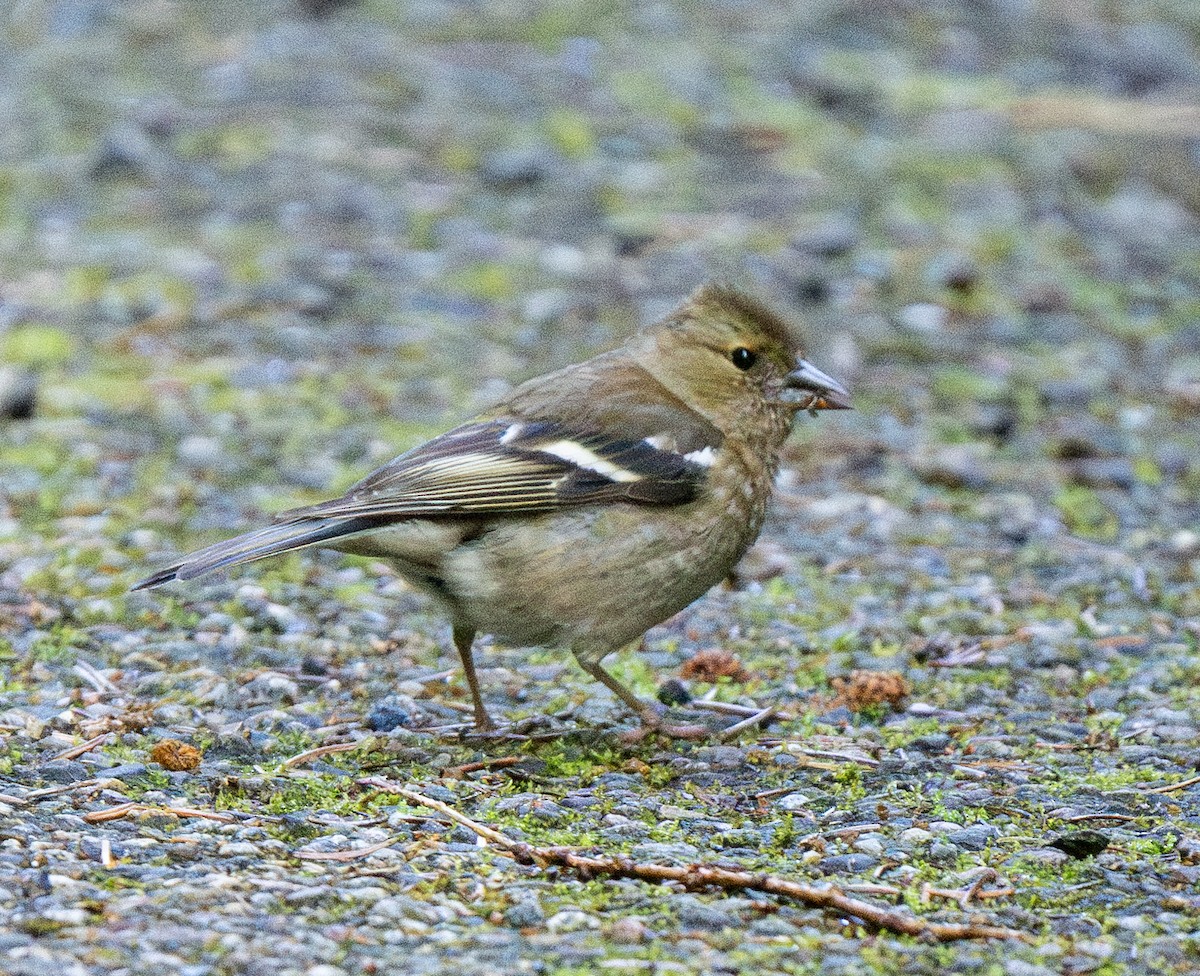 Common Chaffinch - ML620820244