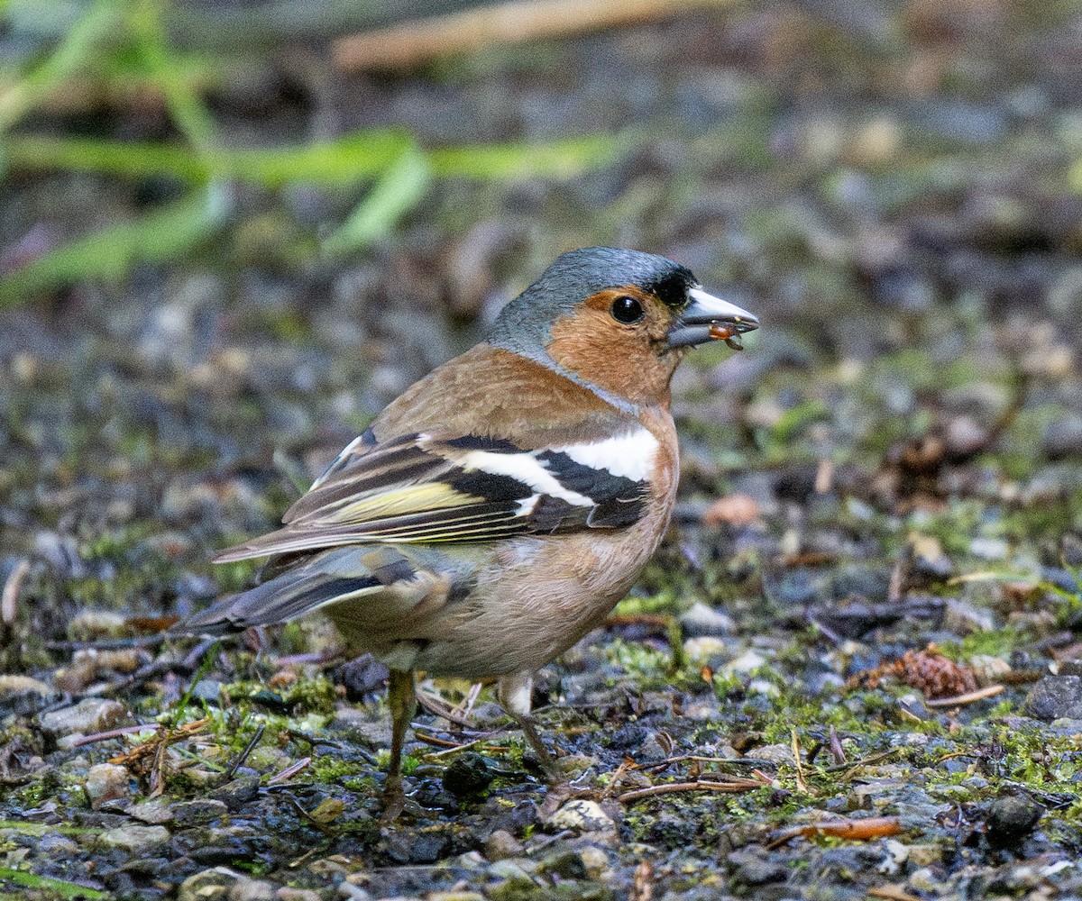 Common Chaffinch - ML620820245